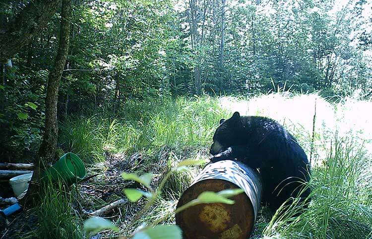 Forfaits de chasse à l'ours noir (3)
