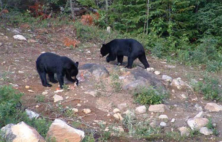 Forfaits de chasse à l'ours noir (6)